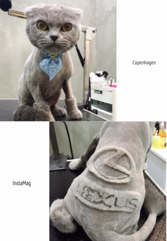 Побритый кот