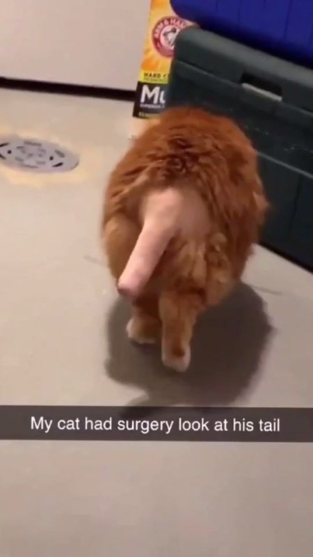 Кот с выбритой попой