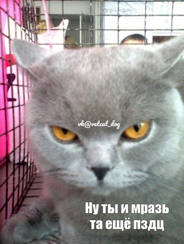 Недовольный британец