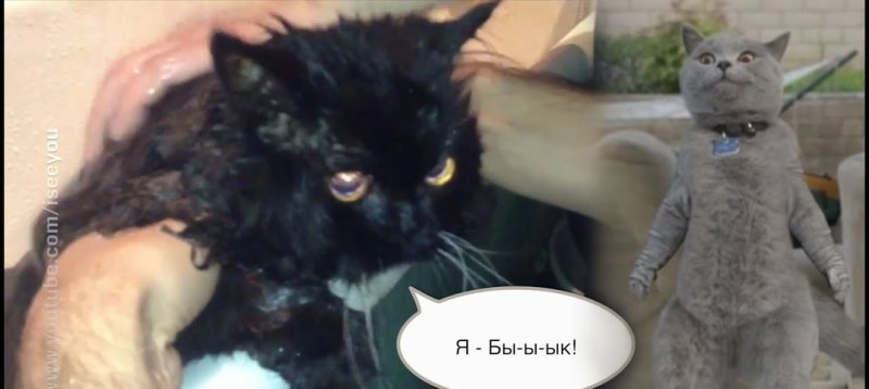 Мем я бык кот