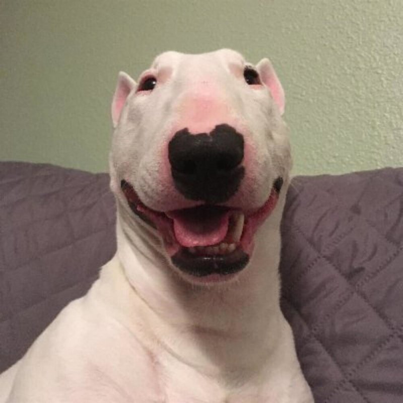 Бультерьер селфи