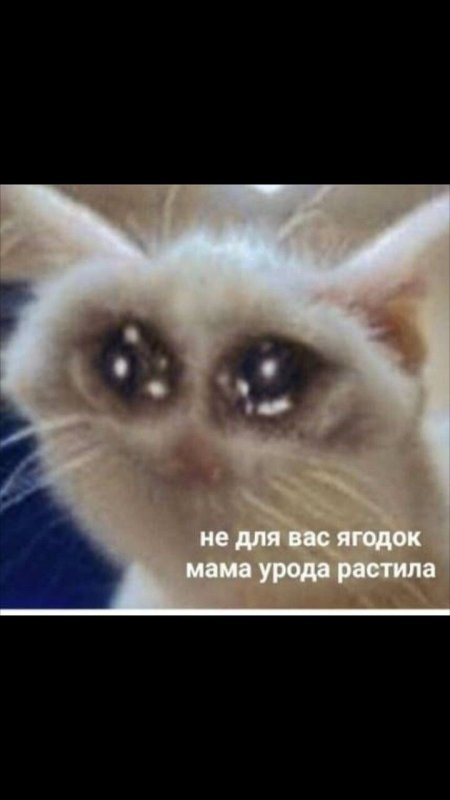 Плачущий кот