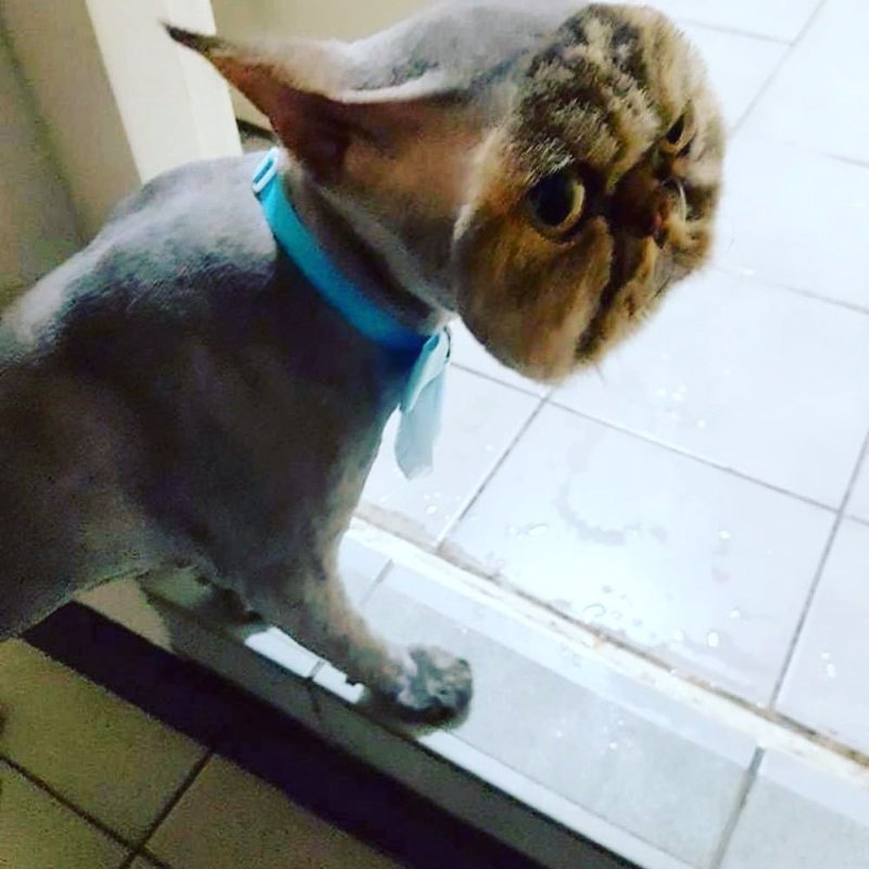 Бритая налысо собака