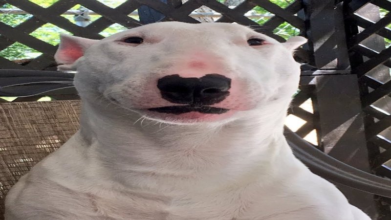 Собака на доске