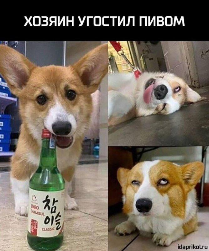 Корги мемы