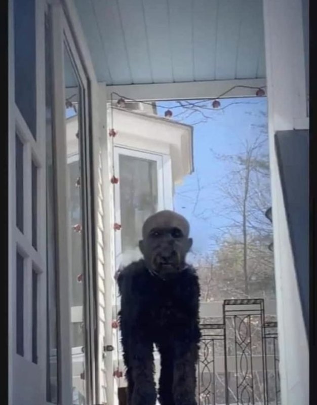 Собака с бритой голобу