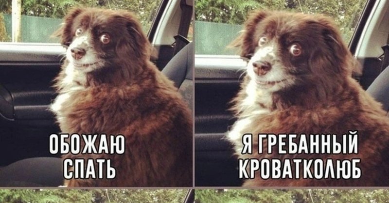 Включай Шуфика