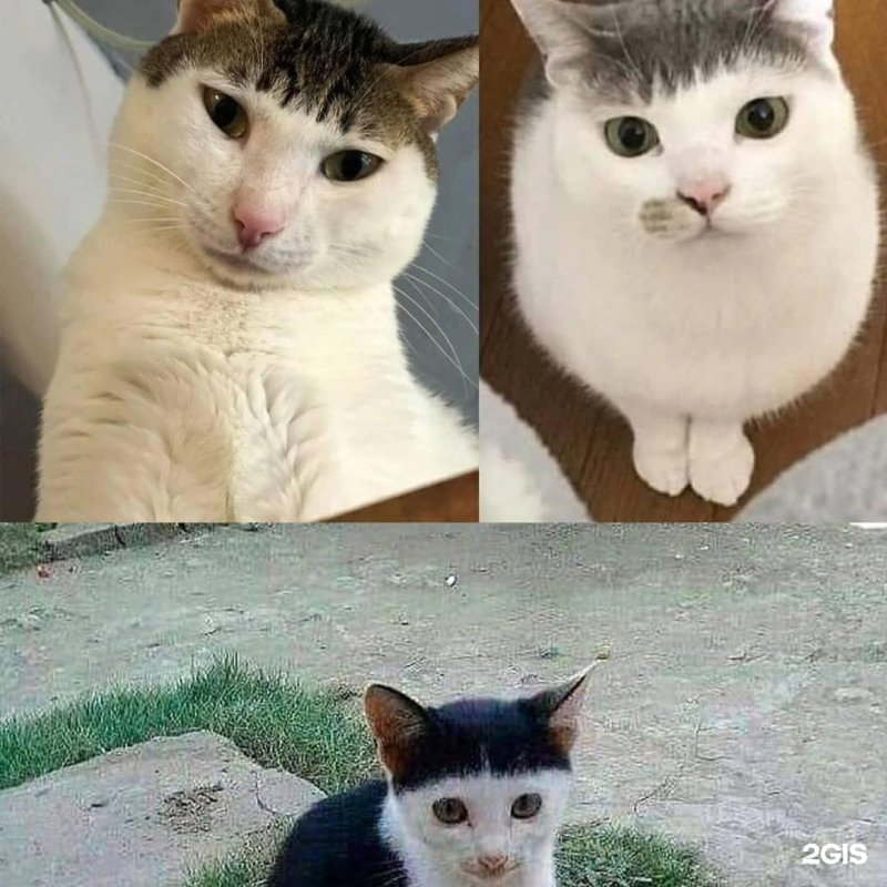 Мемы про домашних животных и родителей