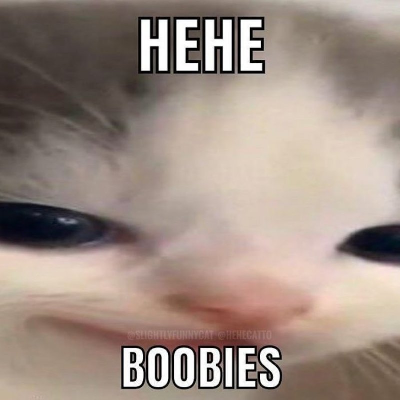 Котик hehe