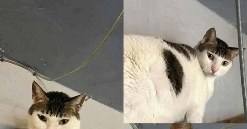 Кот с длинной челкой