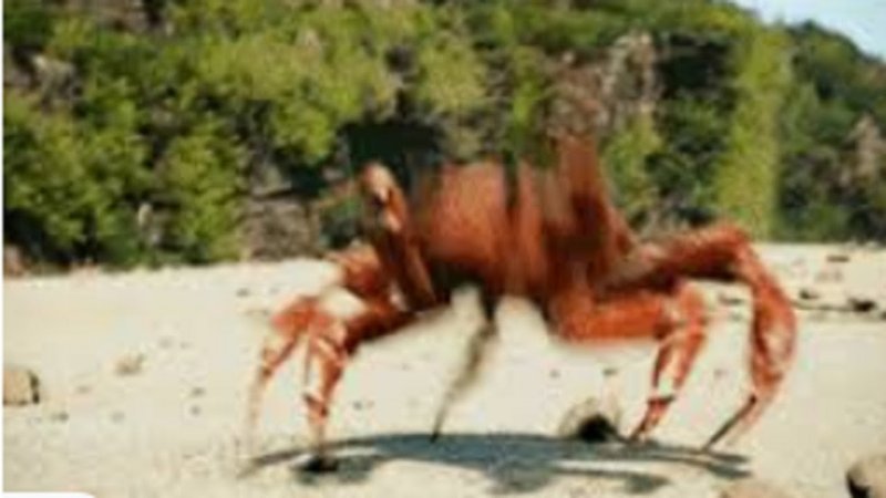 Танцующий краб gif
