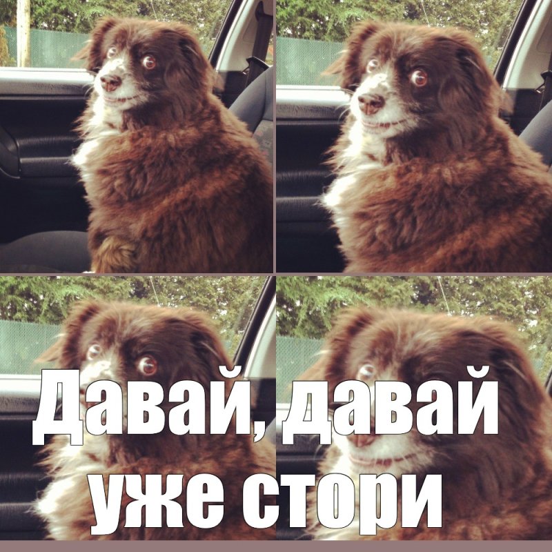 Собака в машине Мем