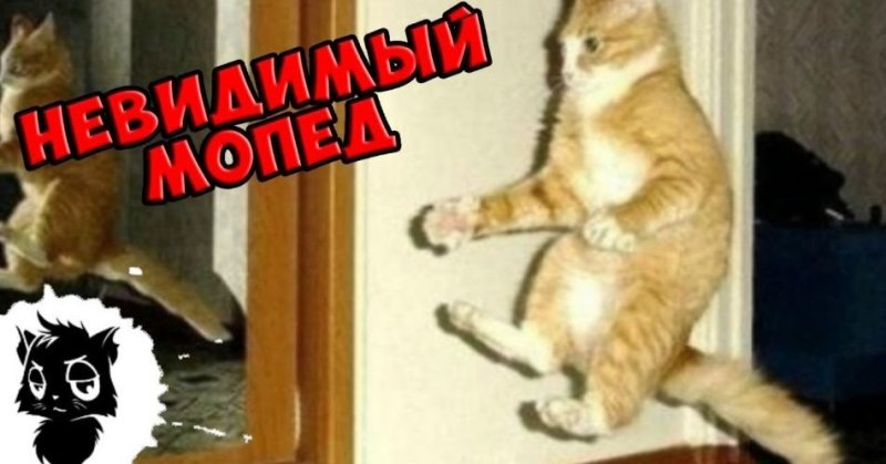 Коты ЮТУБЕРЫ