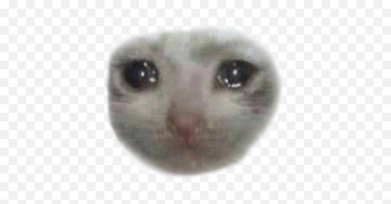 Плачущиё кот