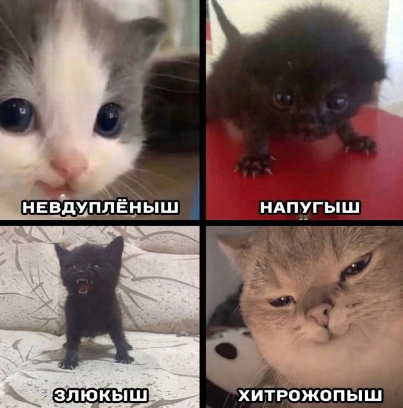Невдупленыш Мем с котиком