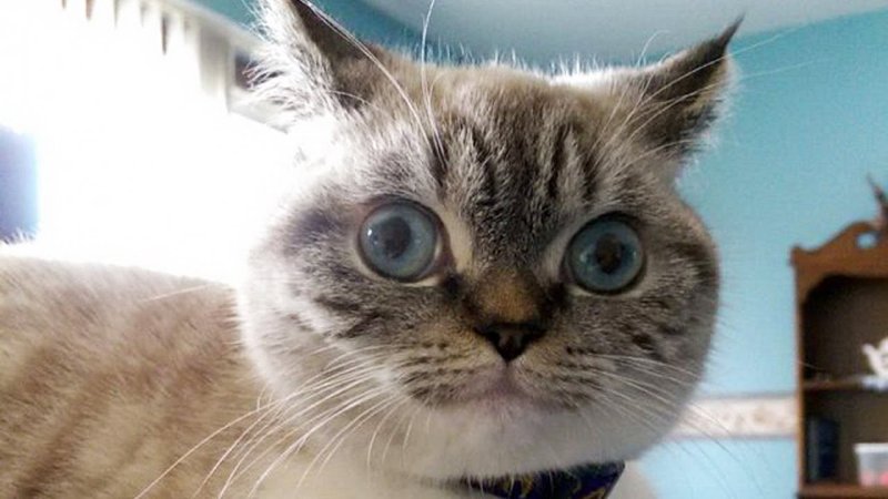 Котик с глазами в разные стороны