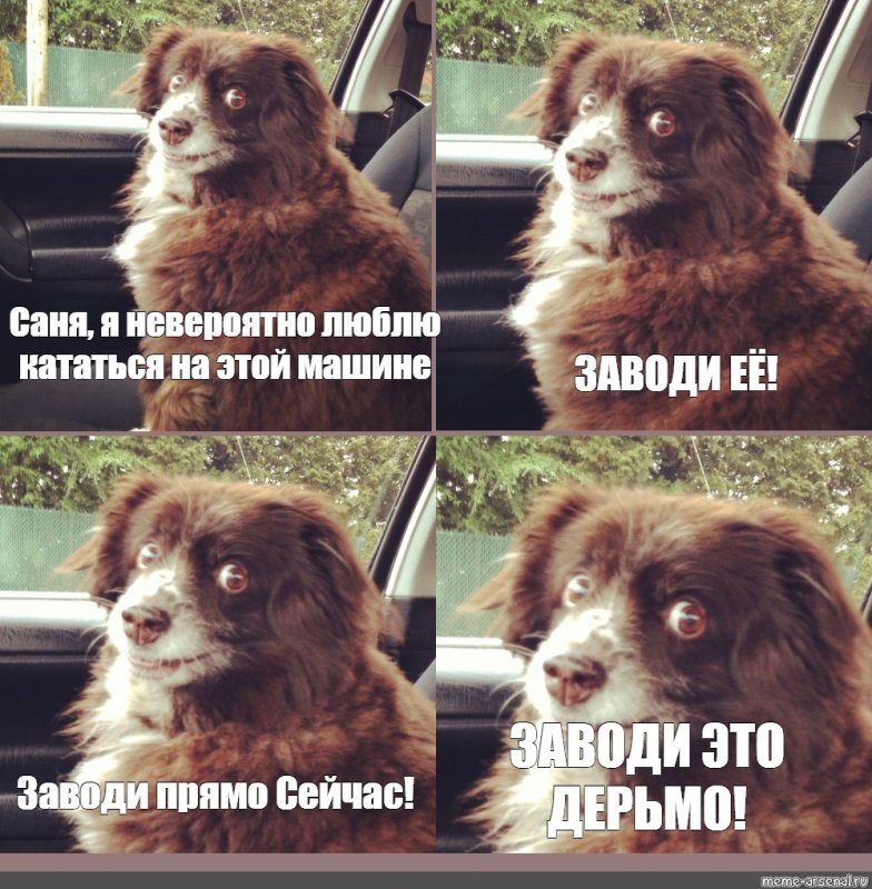 Собака в машине Мем