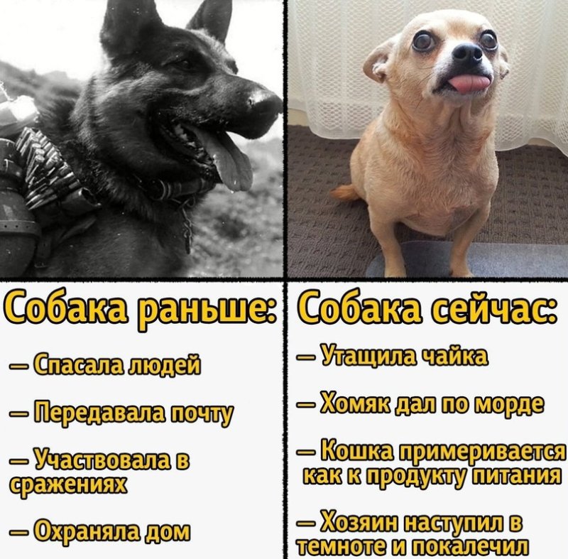 Мем собаки раньше собаки сейчас