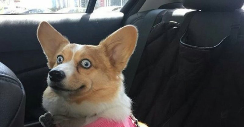 Корги Буханка