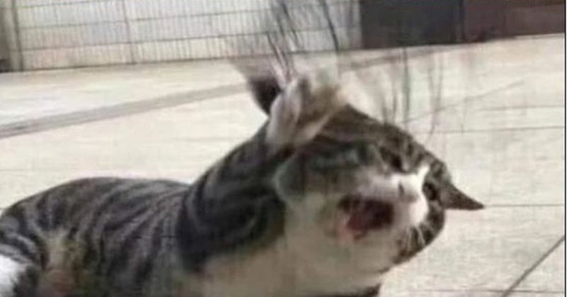 Стлес котик