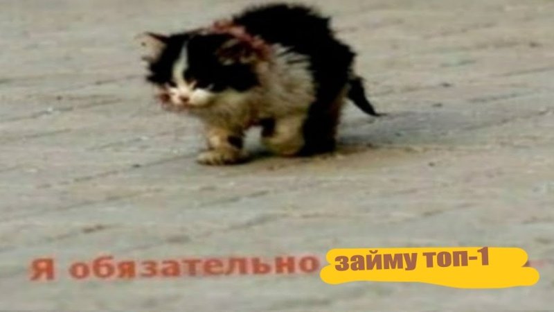 Мем я обязательно выживу с котом