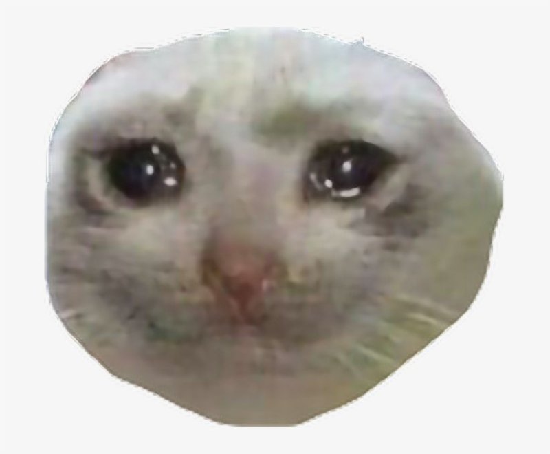 Котик плачет Мем