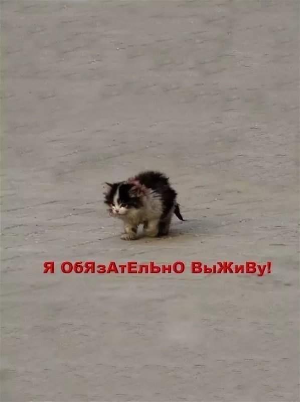 Я обязательно выжиживу
