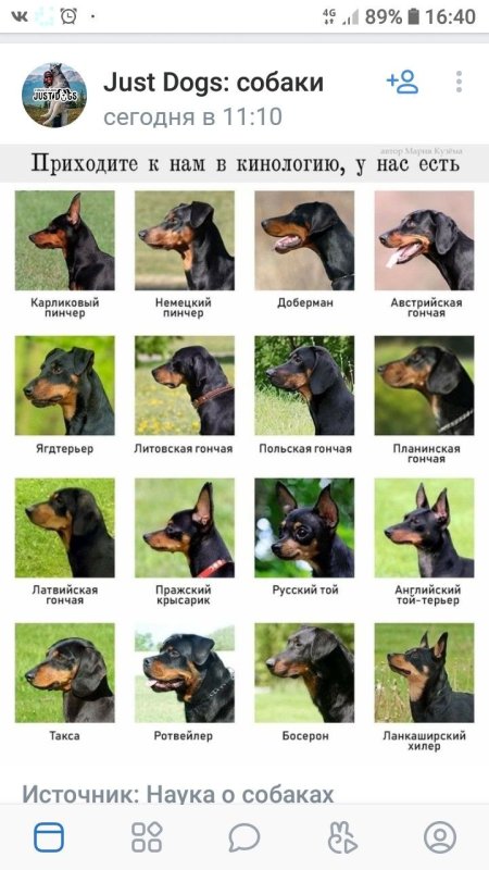 Немецкий пинчер и Доберман отличия