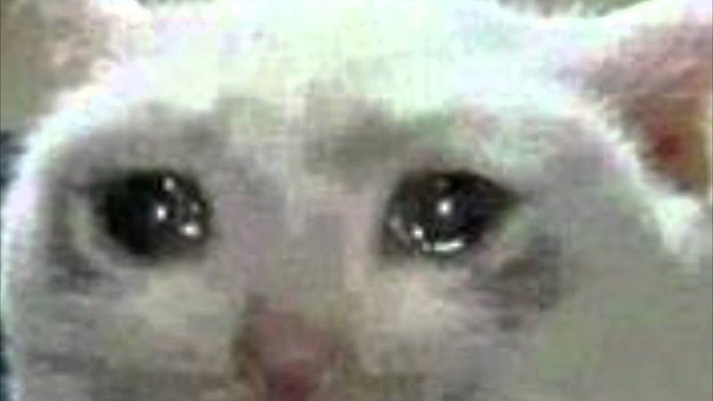 Плачущий кот Мем