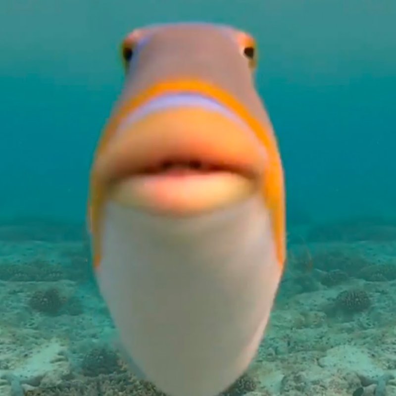 Смешные рыбы