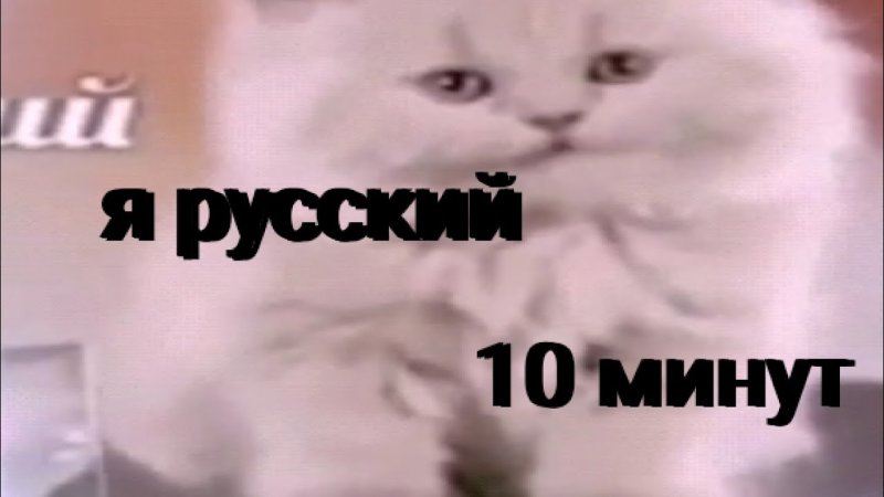 Котик я русский