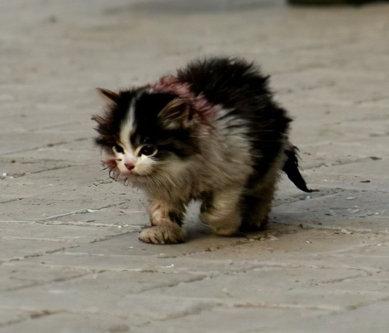 Я обязательно выживу котенок