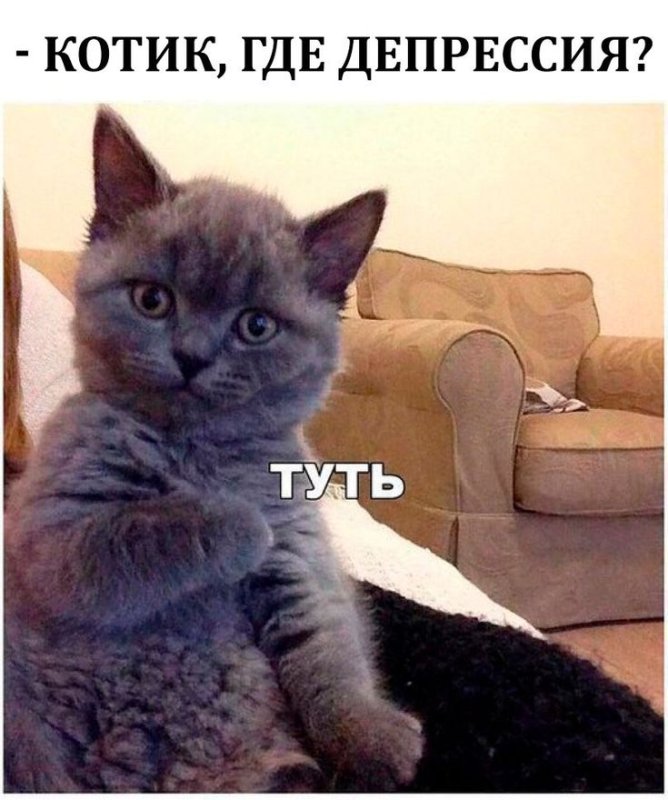 Кот туть