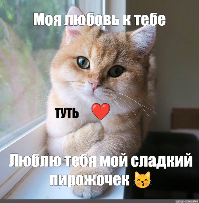 Котик туть Мем
