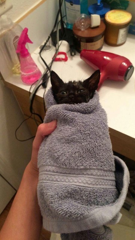 Кот Замотанный в полотенце