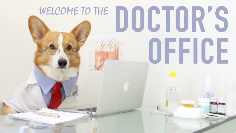 Собака доктор