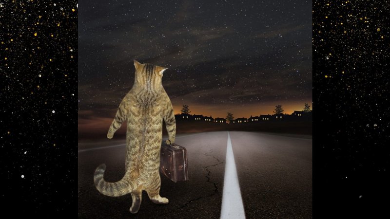 Кот с чемодани