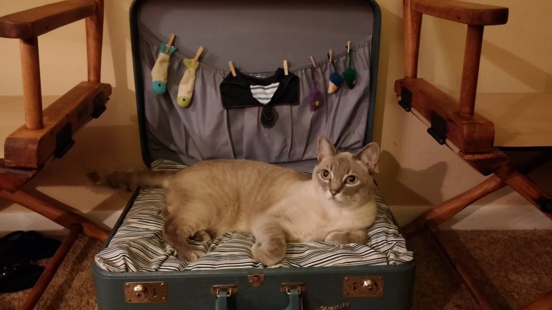 Прикольные чемоданы