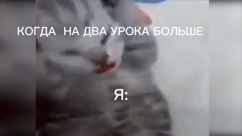 Котенок закрыл уши и орет Мем