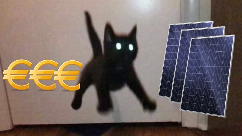 Черный котик прыгает