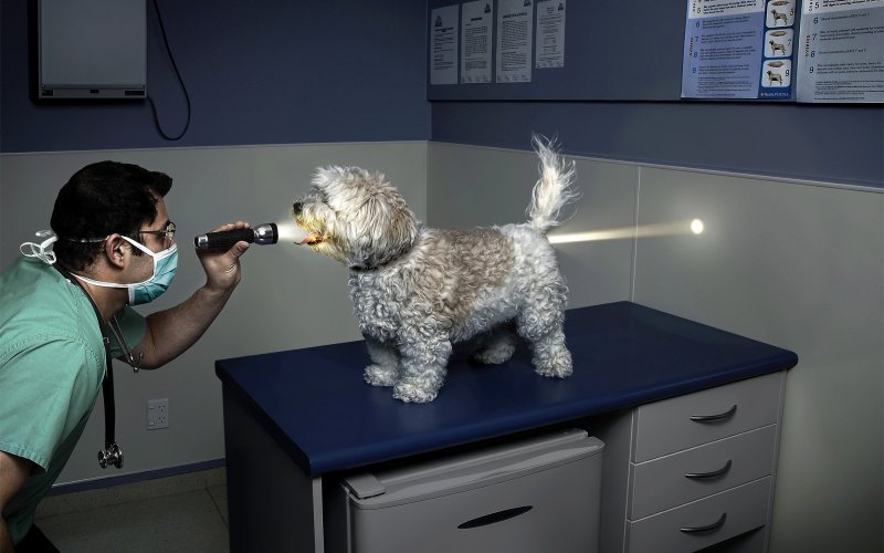 Креативная собака