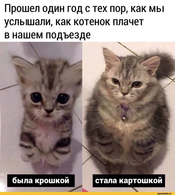 Милые котики мемы