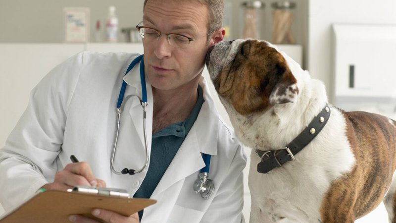 С днем ветеринара