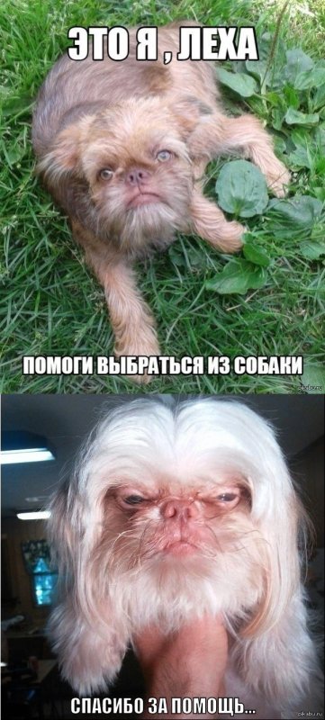 Это я Леха помоги выбраться из собаки