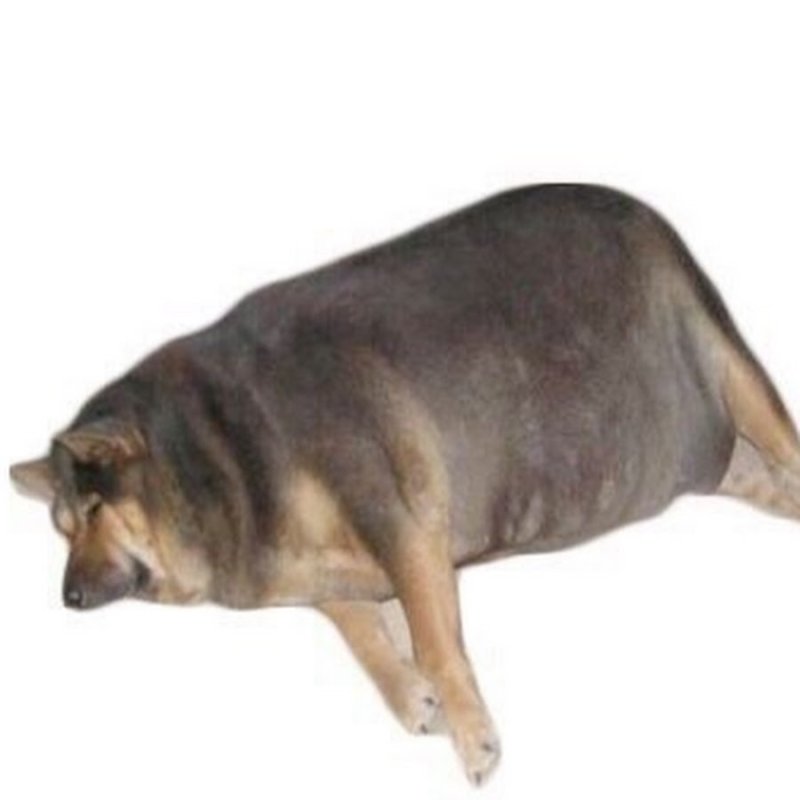 Ребят присмотрите за собакой ща приду