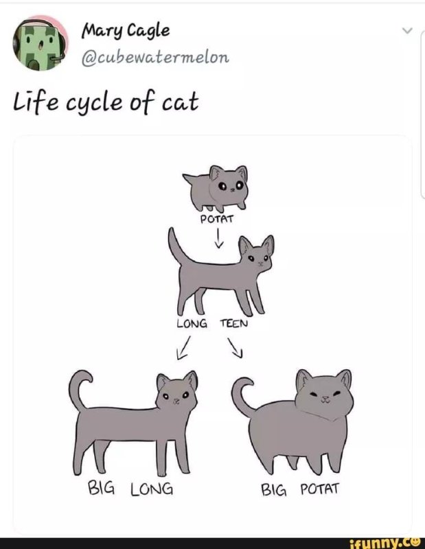 Шаблоны для мемов с котами