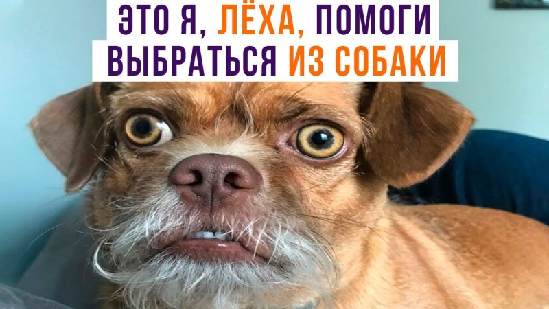 Это я Леха помоги выбраться из собаки Мем