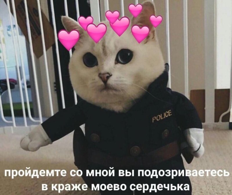 Подкаты с котиками