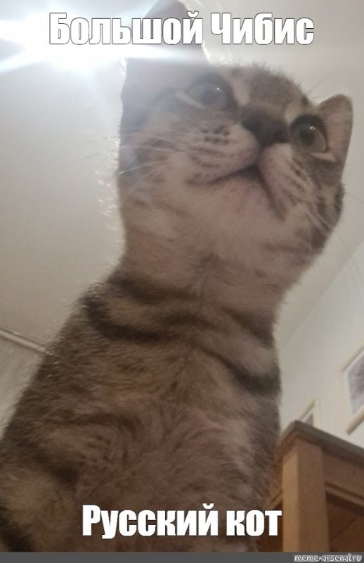 Широкий кот Мем