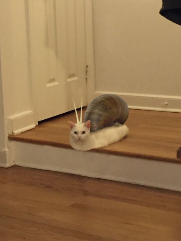 Котик на лестнице